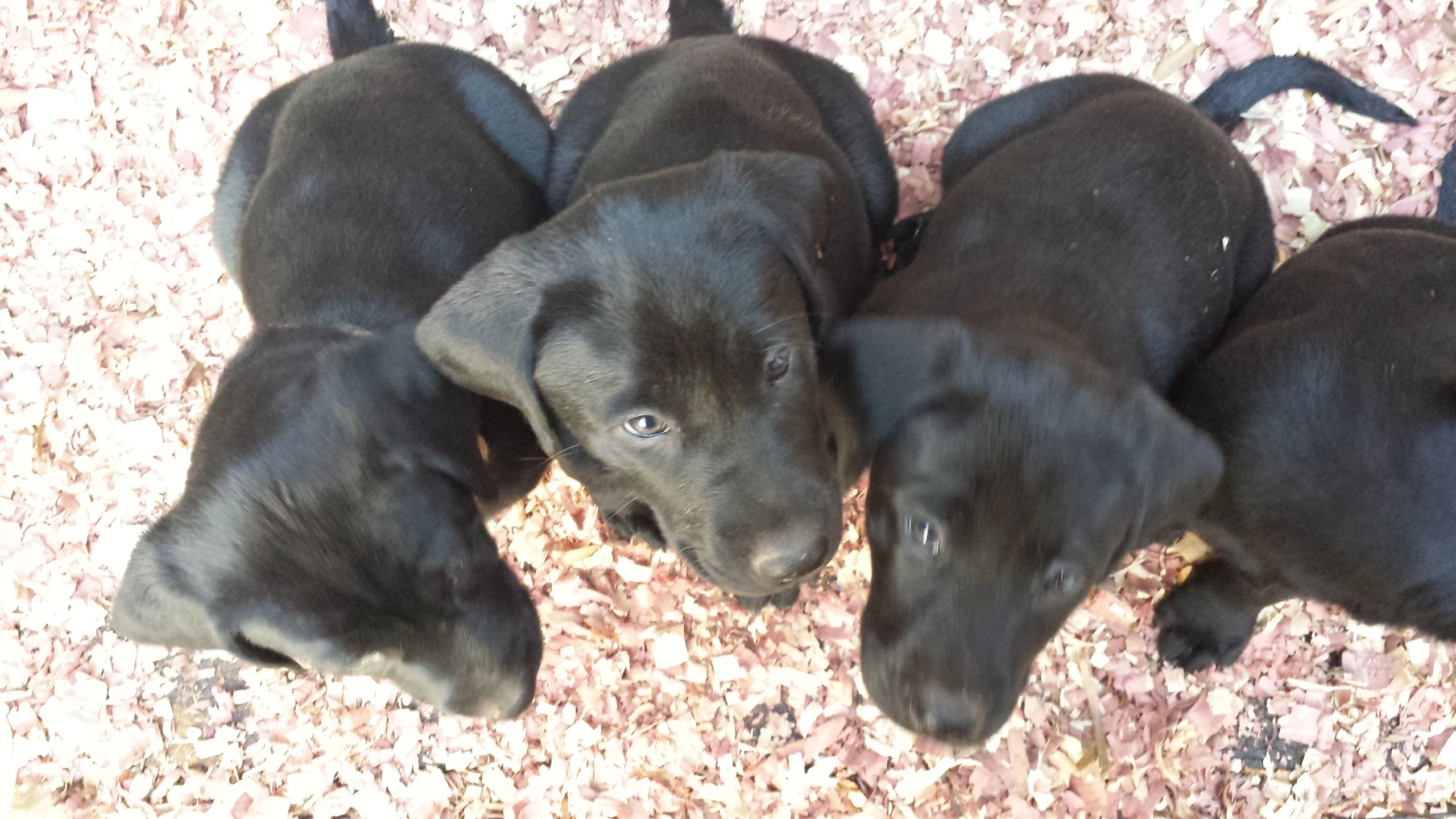 DogHouseLabZ Breeder, Puppies, Labrador Retriever, Breeder
