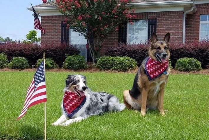 Two dogs with patriotic bandanas sit near an American flag in a yard.
