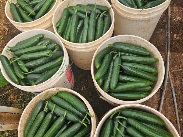Buckets filled with fresh cucumbers.