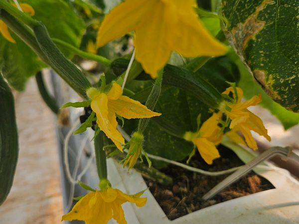 Yellow cucumber flowers growing indoors