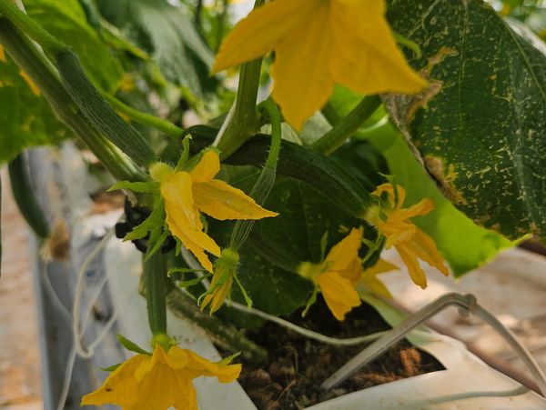 Yellow flowers on a cucumber plant in a garden.