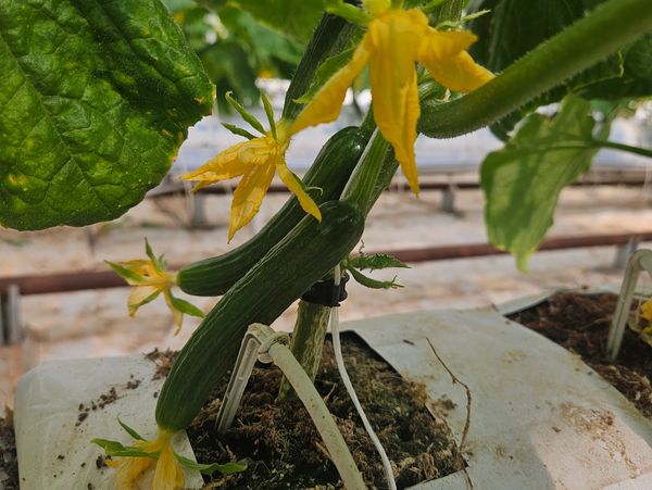Young cucumbers growing with yellow flowers.