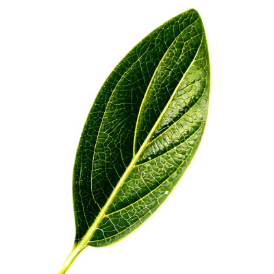Close-up of a green leaf with detailed veins.