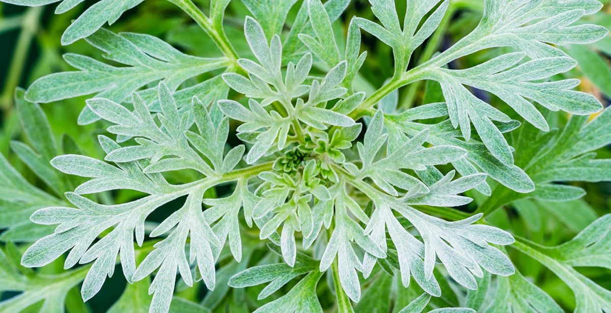 Sweet Wormwood (Artemisia annua) - Cambridge Botanic Garden