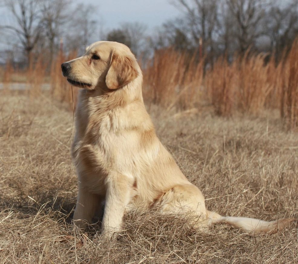 Arkansas Vinanches Golden Retrievers