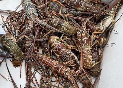 Lobstering in the Florida Keys, Key West