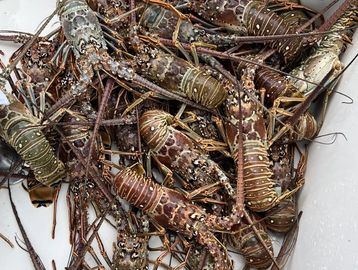 Lobstering in Key West