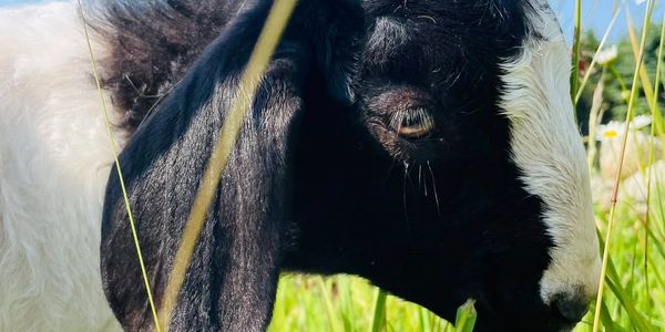 Close-up of a black and white goat grazing in a green field.