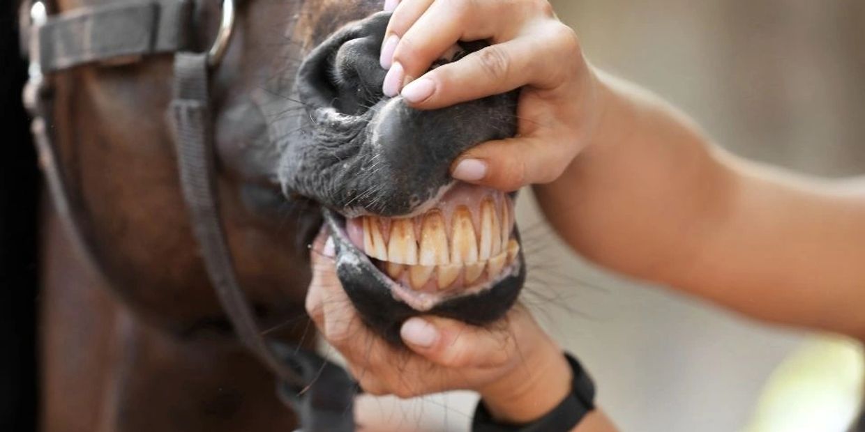 Jersey Equestrian Equine Dentist