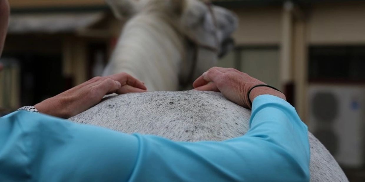 Jersey Equestrian Complementary Treatments