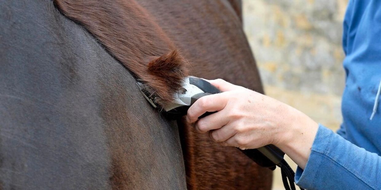 Jersey Equestrian Clipping Services