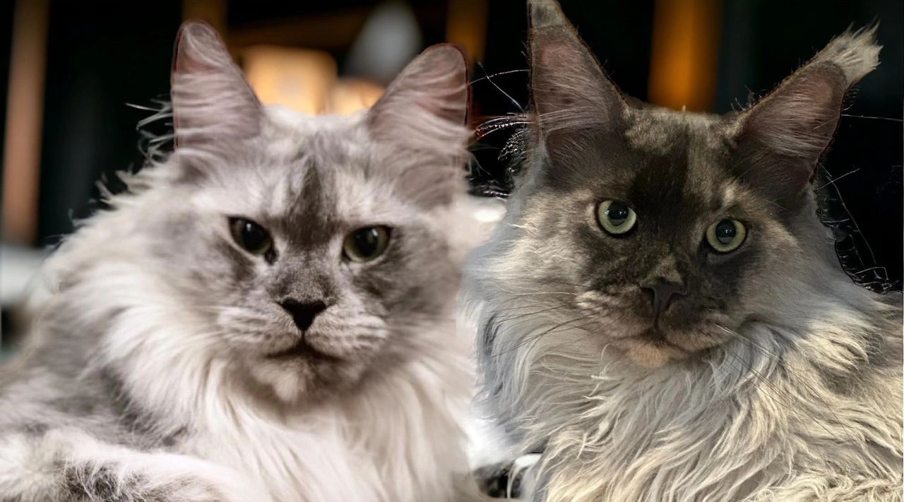 Midwest Maine Coons