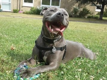 a staffy laughing his head off