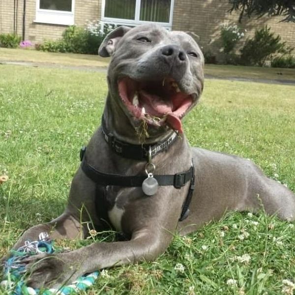 A black bull dog 