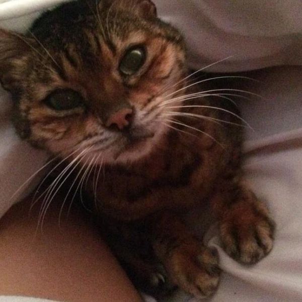 A brown cat
