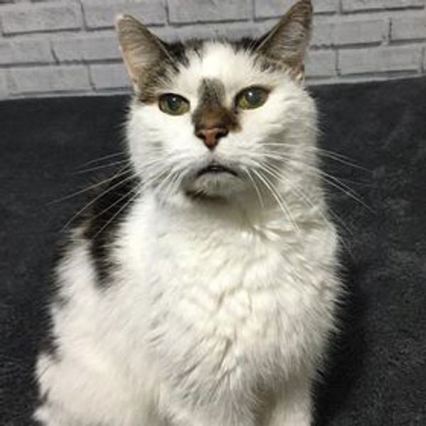 A white cat