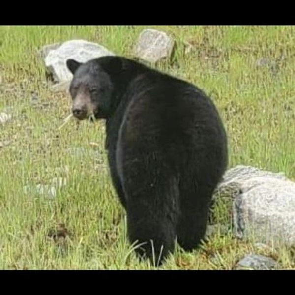 Large black bear eating grass