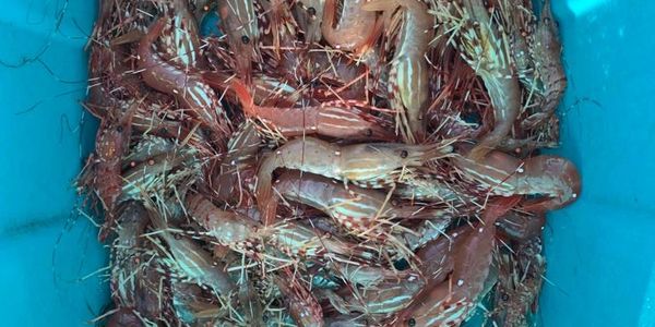 Bucket of fresh prawns