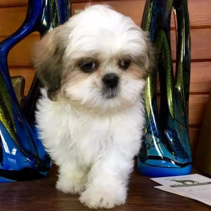 Sapphire Designer Dogs Hypoallergenic Non Shedding Puppies