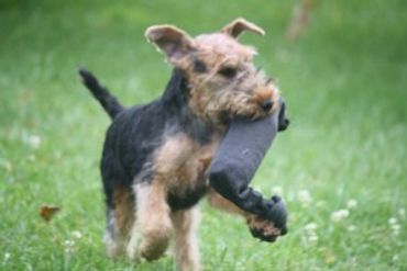 Dog carrying a toy in its mouth outdoors.