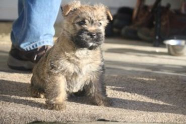 Small fluffy puppy sitting on carpet.