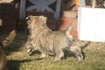 A small dog running on grass.