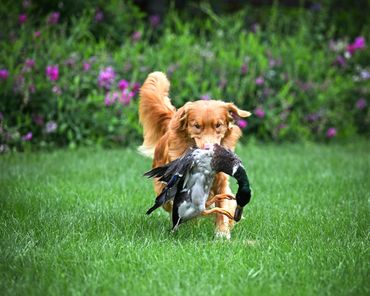 Toller Retrieving - Doc