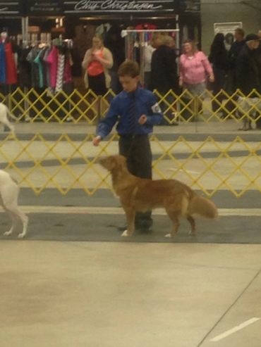 CKC Junior Handling