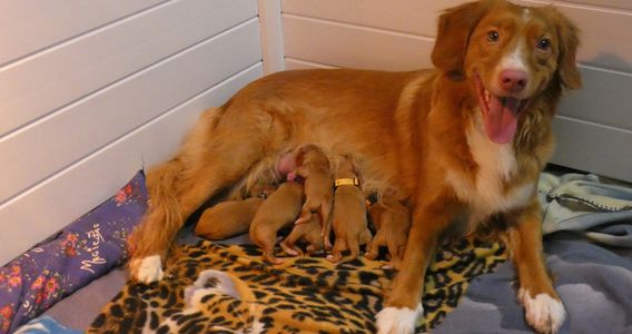 Nova Scotia Duck Tolling Retriever Puppies - Delrickbay Tollers