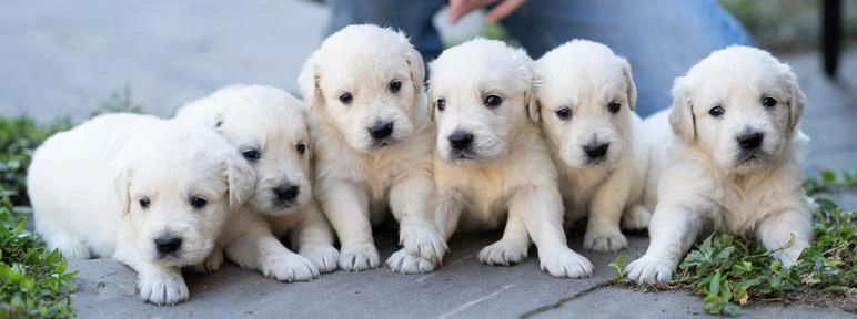 lily's white golden retrievers