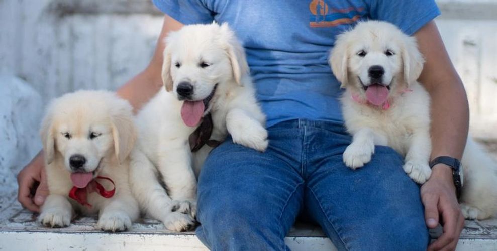 English Cream Golden Retriever, puppies for sale