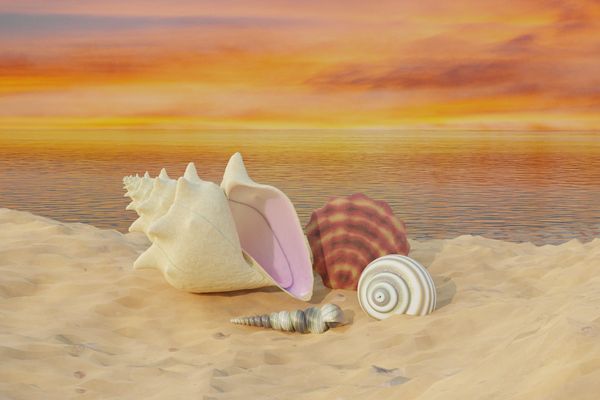 Various seashells on a sandy beach at sunset.