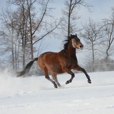 Pferde im Winter