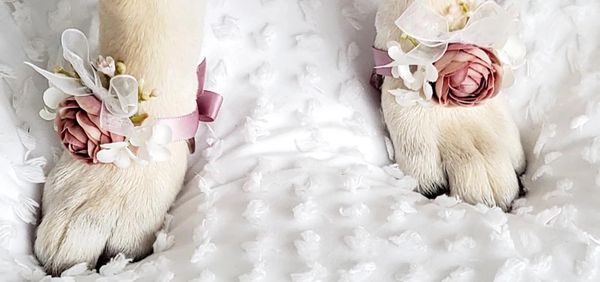 pet garlands