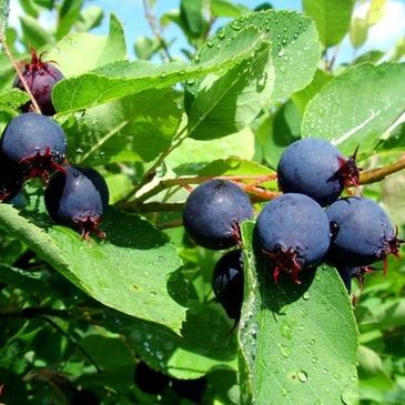 Saskatoon Berry