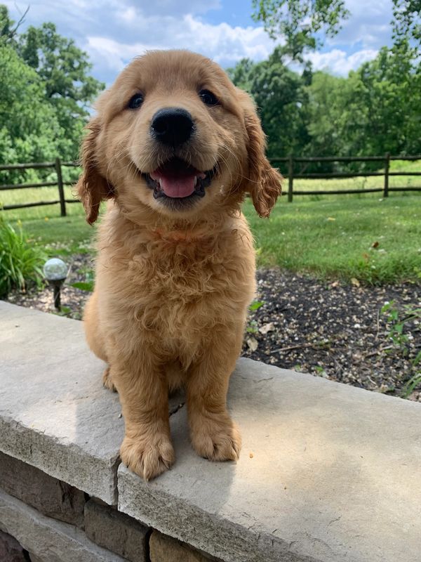 Golden Retriever Puppies - Gingerich Goldens