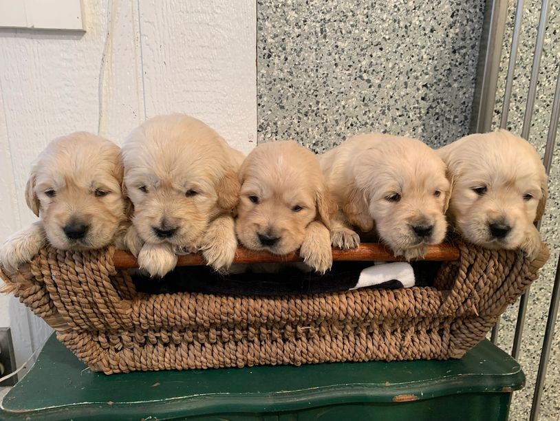 Golden Retriever Puppies - Gingerich Goldens