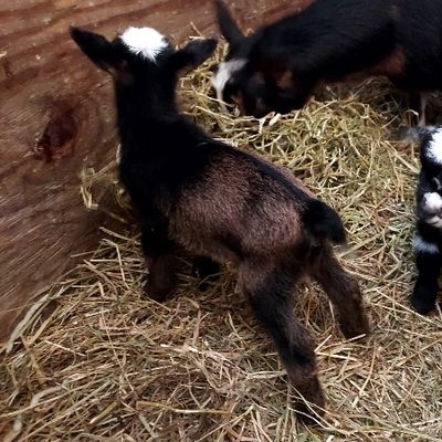 Young goats in a straw-filled pen.