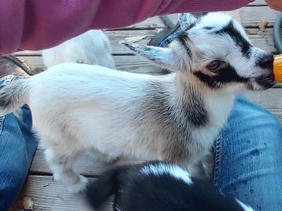 Baby goat drinking from a bottle.