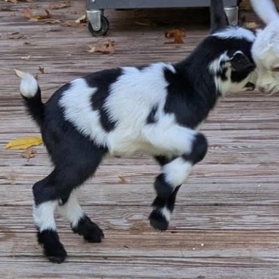 A playful black and white baby goat on wooden floor.
