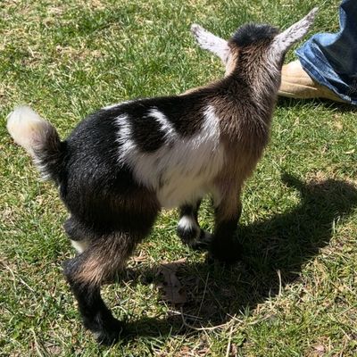 Young goat standing on grass near a person's foot.