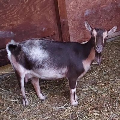 Black and white goat standing in a barn.