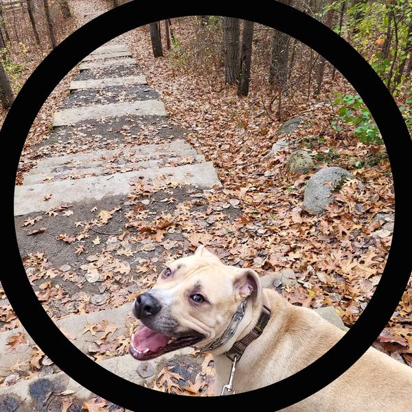 Dog Walking, Adventure walk,
Great Woof Lodge, In home Care, nail trims
Pet Taxi, Belleville