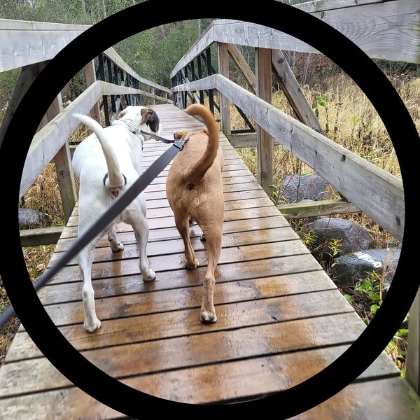 Dog Walking, Adventure walk,
Great Woof Lodge, In home Care, nail trims
Pet Taxi, Belleville