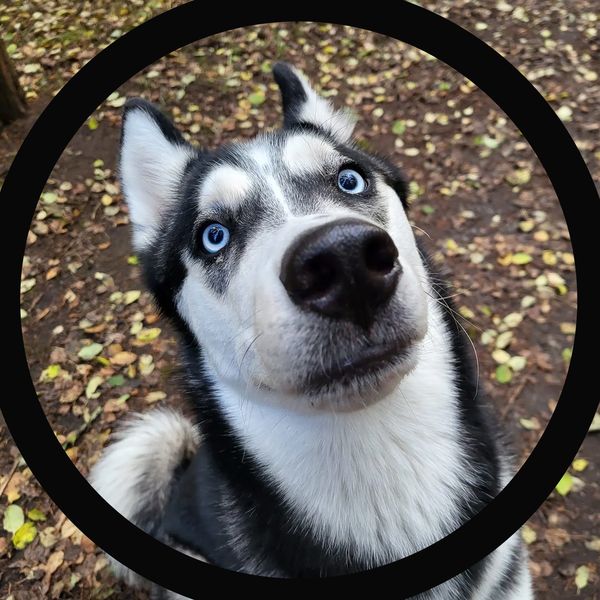 Dog Walking, Adventure walk,
Great Woof Lodge, In home Care, nail trims
Pet Taxi, Belleville