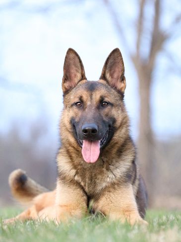 German shepherd