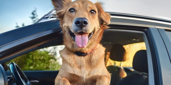 Happy dog sticking its head out of a car window.