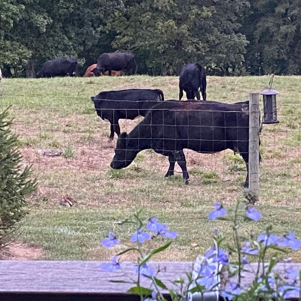 The Double D Cattle Farm LLC