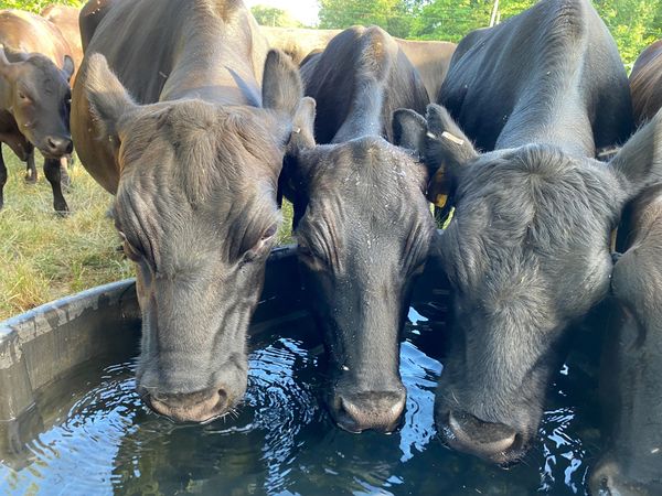 The Double D Cattle Farm LLC