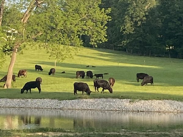 The Double D Cattle Farm LLC
